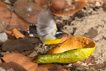 Sucrier à ventre jaune,.Coereba flaveola, Bananaquit