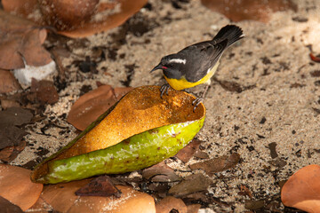 Sucrier à ventre jaune,.Coereba flaveola, Bananaquit