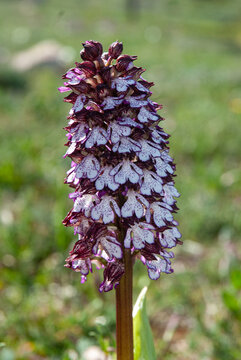 Orchidée, Orchis pourpre, Orchis purpurea