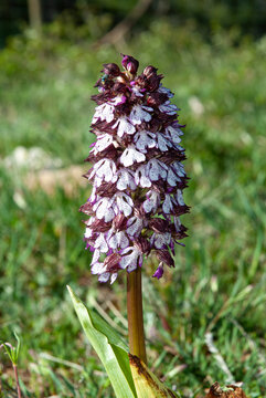 Orchidée, Orchis pourpre, Orchis purpurea