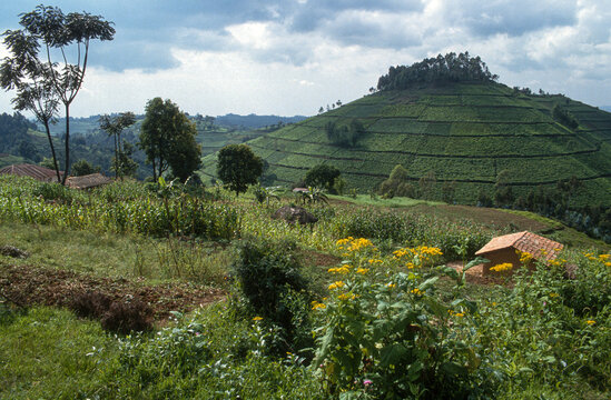 Culture du th&eacute;, Burundi, Afrique de l'Est