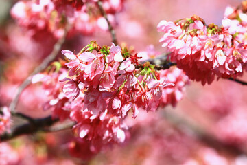 amazing view of blooming Cherry blossoms flowers,close-up of pink Cherry blossoms blooming in the garden in spring
