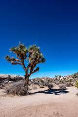 HDR of Joshua Tree National Park with clear skies and rocky backdrop
