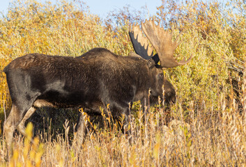 Bull Moose During the Rut in Wyoming in Autumn