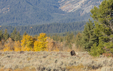 Bull Moose During the Rut in Wyoming in Autumn