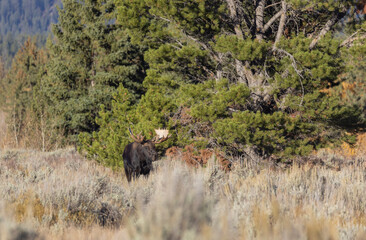 Bull Moose During the Rut in Wyoming in Autumn
