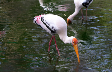 painted stork Cranes looking for prey in the water. In the dim background