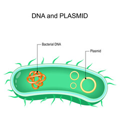 Cross section of bacteria with Bacterial dna and plasmids
