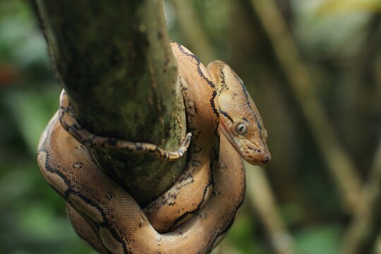Platinum motley reticulated pythons is reticulated python