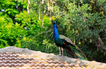 A peacock sitting on a roof against a background of green trees. A low angle shot of a gorgeous...