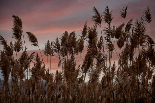 Outdoor low angle closeup of tall grass reeds in foreground with pink sunset sky in background