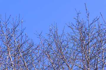 青空に映えるコブシのつぼみ