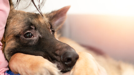 dog head with owner togetherness sitting with care and smiling
