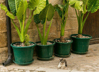 Little cat resting in the shade of some plants