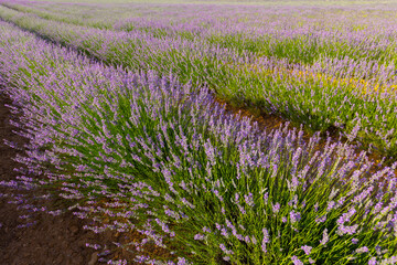 Impressive lavender field in full bloom