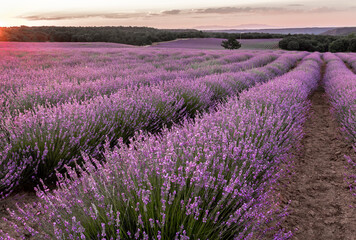 Naklejka na ściany i meble Impressive lavender field in full bloom
