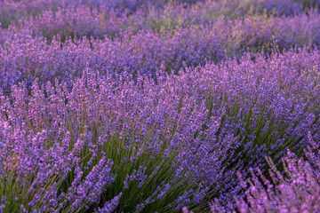 Fototapeta na wymiar Impressive lavender field in full bloom