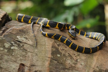 Mangrove snake or the gold-ringed cat snake, is a species of rear-fanged venomous snake