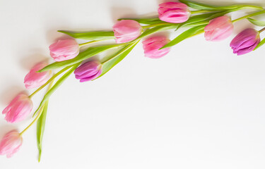 pink tulips on white background