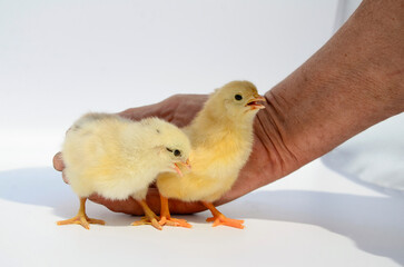 Two newborn fluffy chicks in hands of an elderly woman on white background. Concept of raising chickens on poultry farm, incubator, Easter.