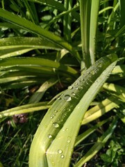 green grass with dew drops