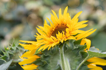 Close up of sunflower in full bloom