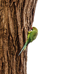 Nesting Ring-necked parakeet, Psittacula krameri, in London, Richmond Park. White sky background.