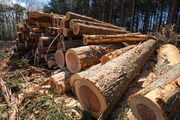 山積みの伐採された杉の木