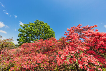 公園のツツジの花と桜の新緑