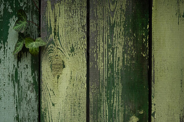 Painted boards texture. Old painted green panel background. Wooden texture with curly ivy for...