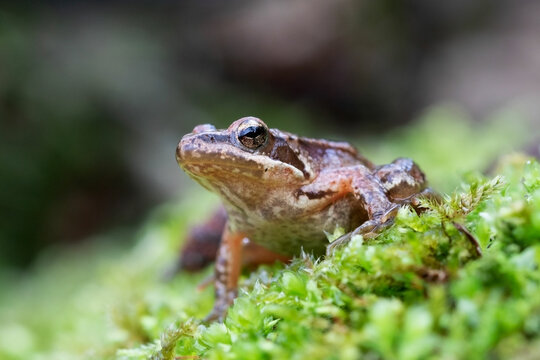 The Iberian frog, also known as Iberian stream frog