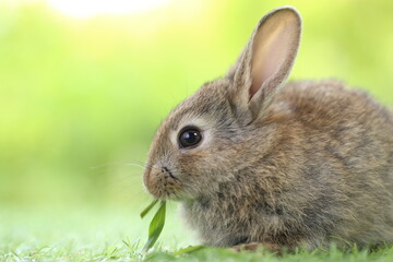 Cute little rabbit on green grass with natural bokeh as background during spring. Young adorable bunny playing in garden. Lovrely pet at park