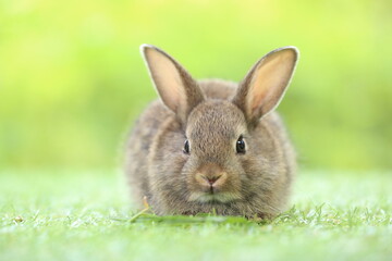 Cute little rabbit on green grass with natural bokeh as background during spring. Young adorable bunny playing in garden. Lovrely pet at park
