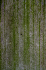 Obraz premium texture of an old church wall