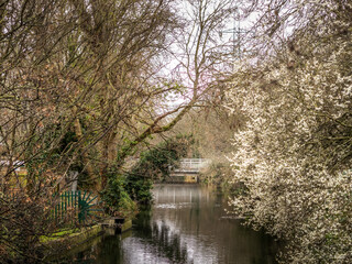 View along the River Wandle, Wandsworth in London. February 2022 with beautiful early spring blossom. - 490555715