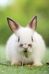 Cute little rabbit on green grass with natural bokeh as background during spring. Young adorable bunny playing in garden. Lovrely pet at park