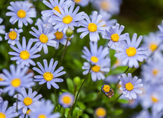 Lovely mauve daisies in spring