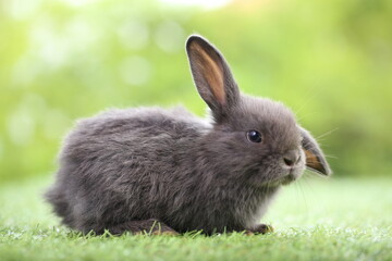 Cute little rabbit on green grass with natural bokeh as background during spring. Young adorable bunny playing in garden. Lovrely pet at park