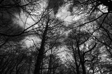 Looking up at bare tree branches silhouettes during winter, no leaves tree branches,