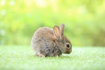 Cute little rabbit on green grass with natural bokeh as background during spring. Young adorable bunny playing in garden. Lovely pet at park