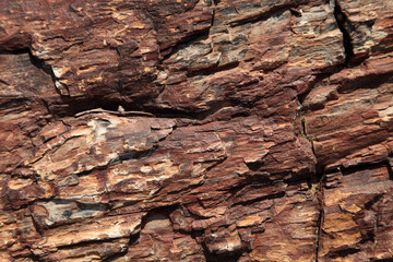 Close up of petrified wood Namibia 
