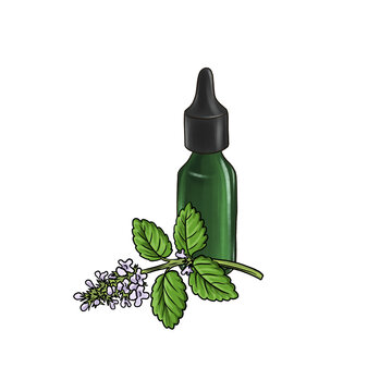 drawing melissa essential oil, glass bottle and flower, hand drawn illustration