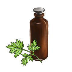 drawing parsley essential oil, glass bottle and leaf, hand drawn illustration