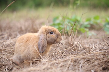 Naklejka na ściany i meble Rabbit in green field and farm way. Lovely and lively bunny in nature with happiness. Hare in the forest. Young cute bunny playing in the garden with grass and small flower.