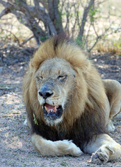 Old lion resting in the shade
