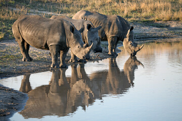 Three rhinos drinking
