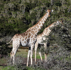 Two giraffes grazing