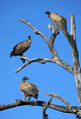 Vultures gathering above a kill
