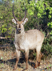
Waterbuck, South Africa

