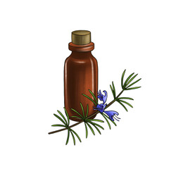 drawing rosemary essential oil, glass bottle and flower, hand drawn illustration